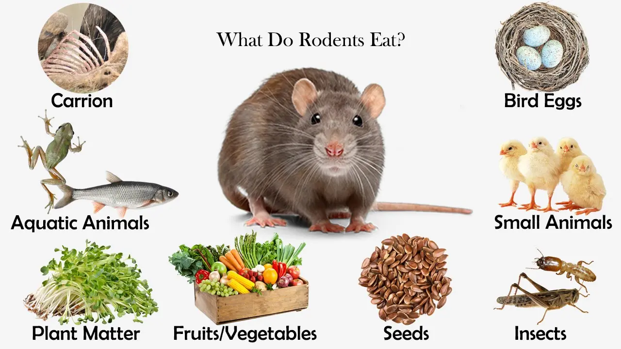 What do rodents eat in the wild?