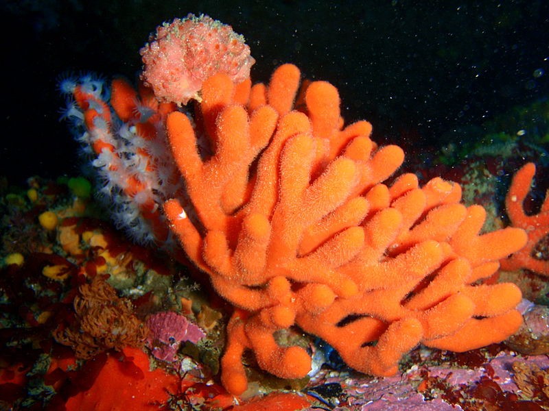 What do sea sponges need to survive?