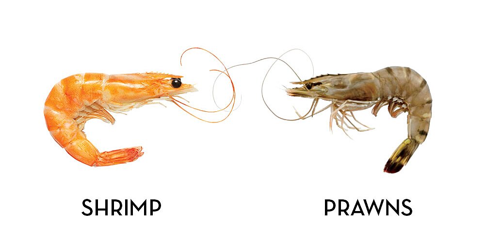 What do shrimp and prawns have in common?