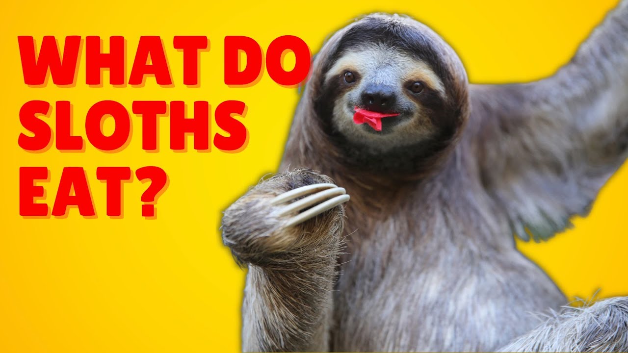 What do sloths eat and drink?