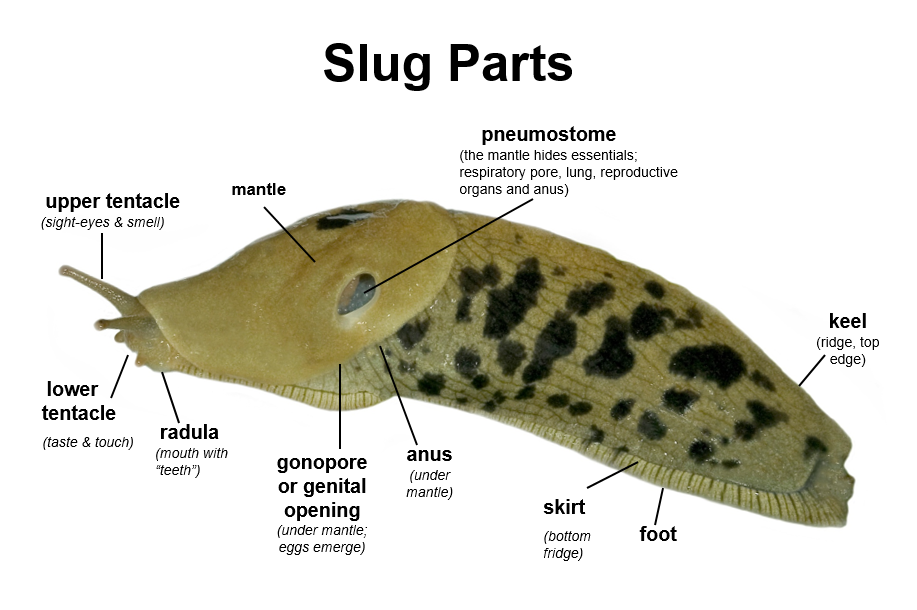 What do slugs tentacles do?