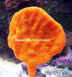 What do sponges need to live in a saltwater aquarium?