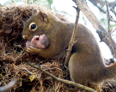 What do squirrels do with their young?