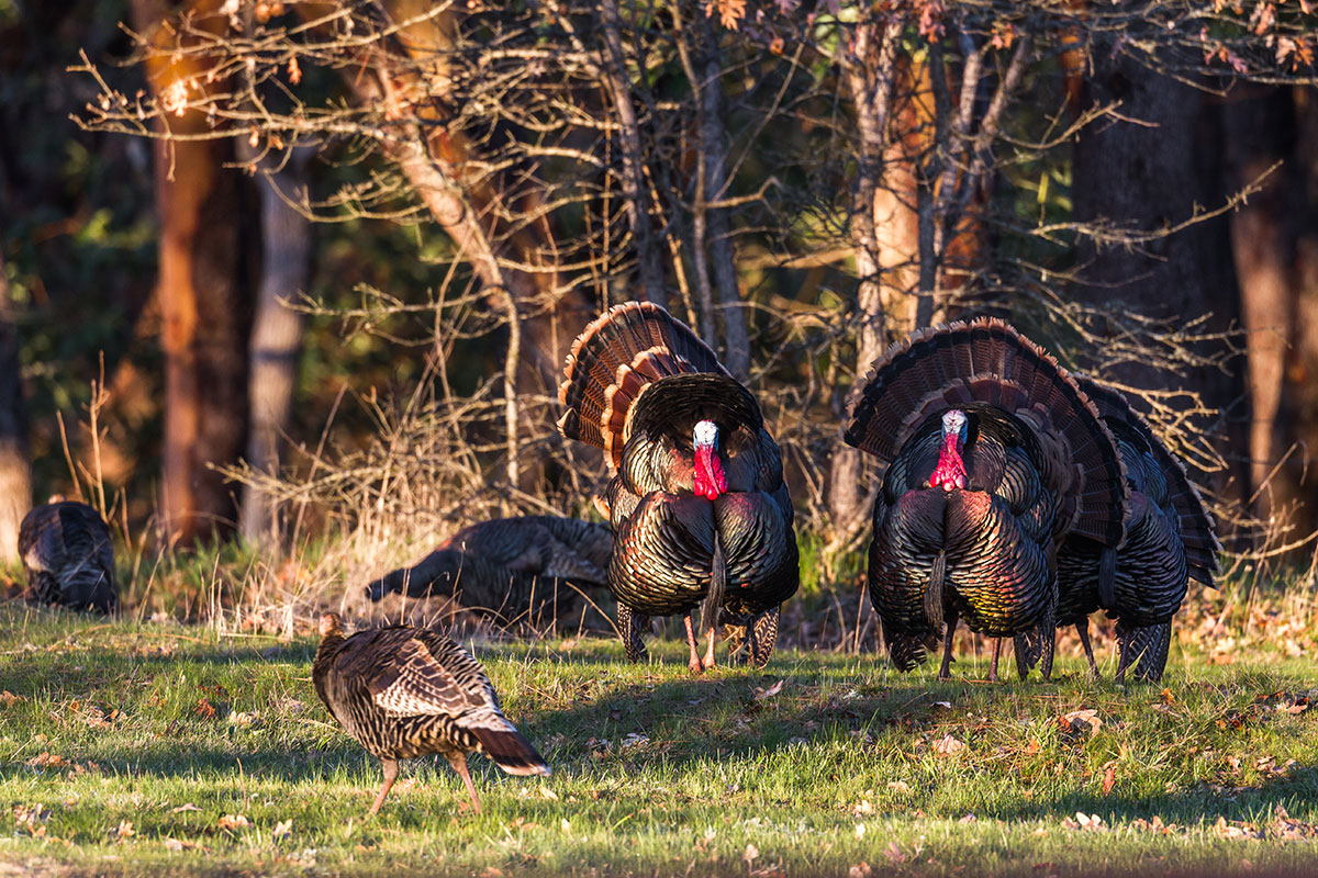 What do Turkey chicks call to each other?