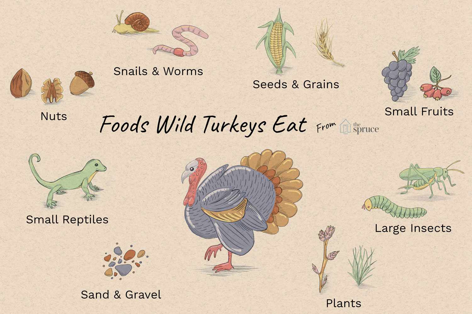 What do turkeys like to do?
