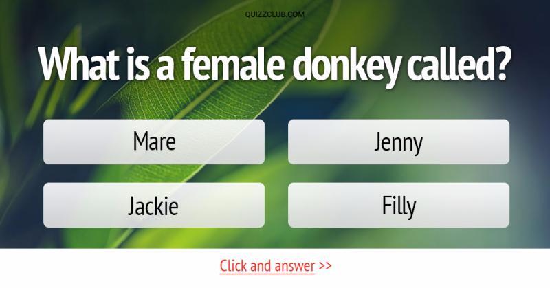 What do we call a female donkey?