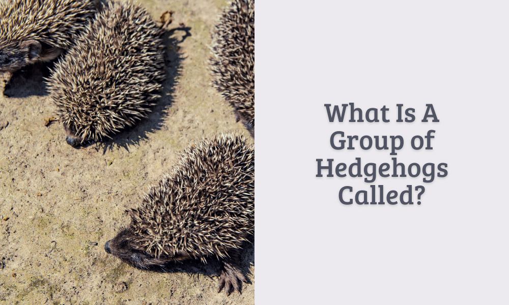 What do we call a group of hedgehogs?