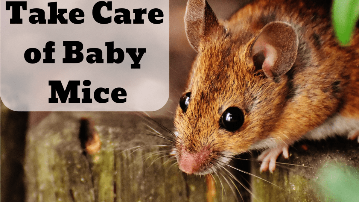 What do wild baby mice eat?