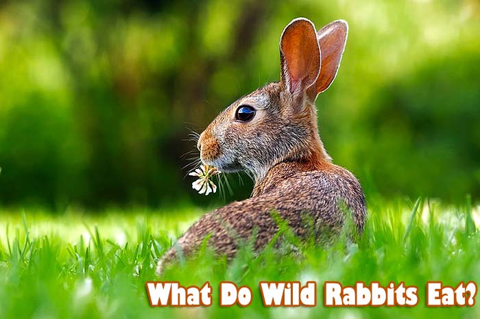 What do wild rabbits eat?