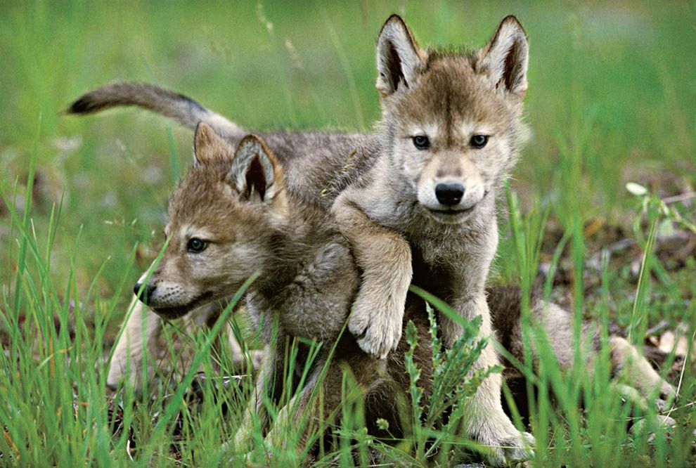 What do wolves do with their pups when they are born?