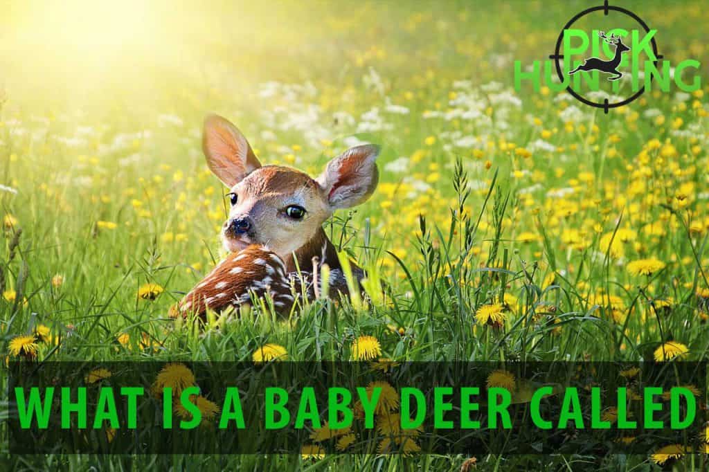 What do you call a baby deer meat?