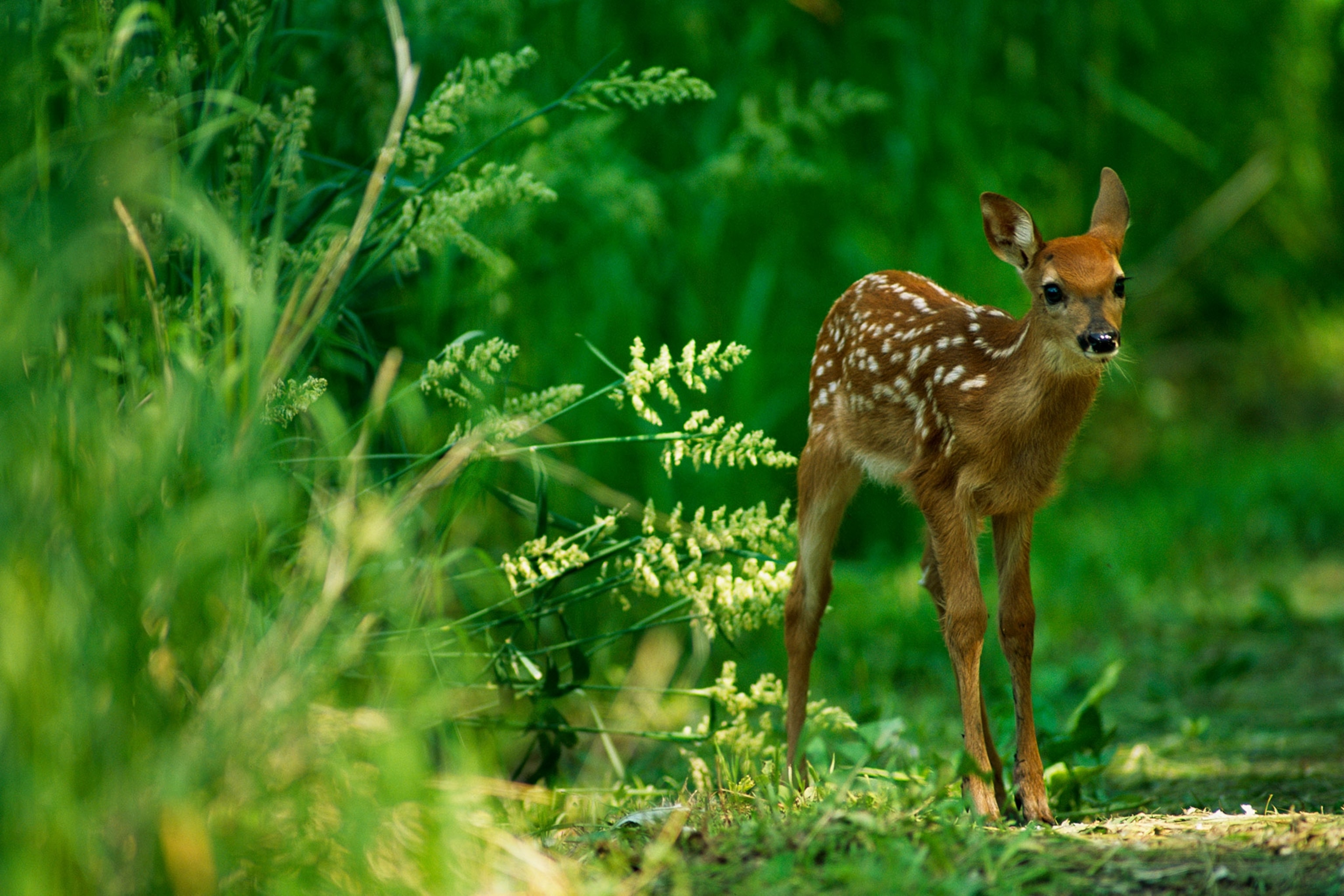 What do you call a baby deer?