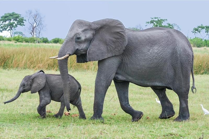 What do you call a baby elephant called?