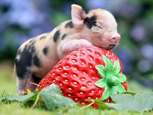 What do you call a baby pig?