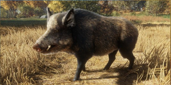 What do you call a boar?