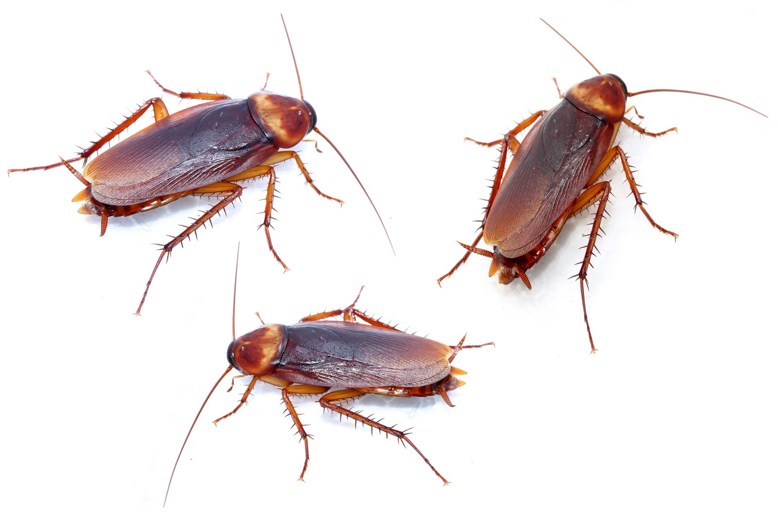 What do you call a bunch of cockroaches?
