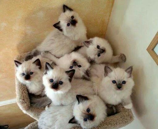 What do you call a bundle of kittens?