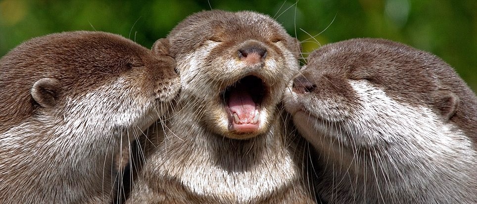 What do you call a family of otters?