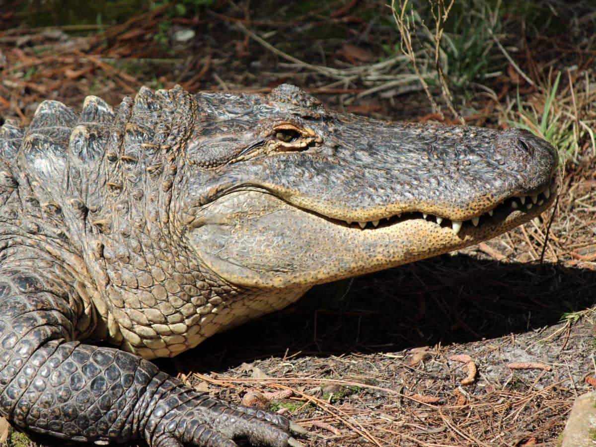 What do you call a female crocodile?