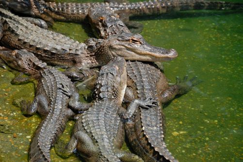 What do you call a group of alligators?