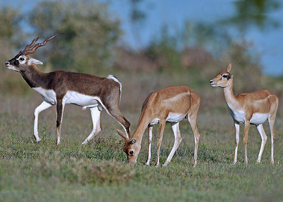 What do you call a group of antelope?
