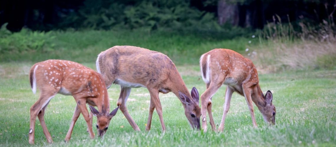 What do you call a group of deer in a herd?