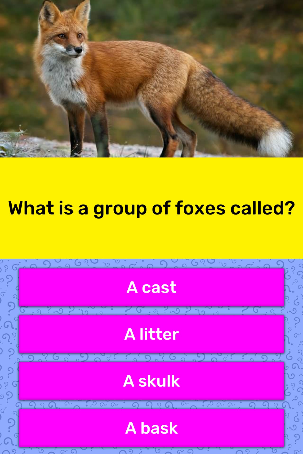 What do you call a group of foxes that skulk?