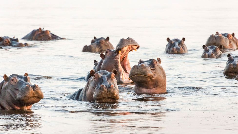 What do you call a group of hippos?