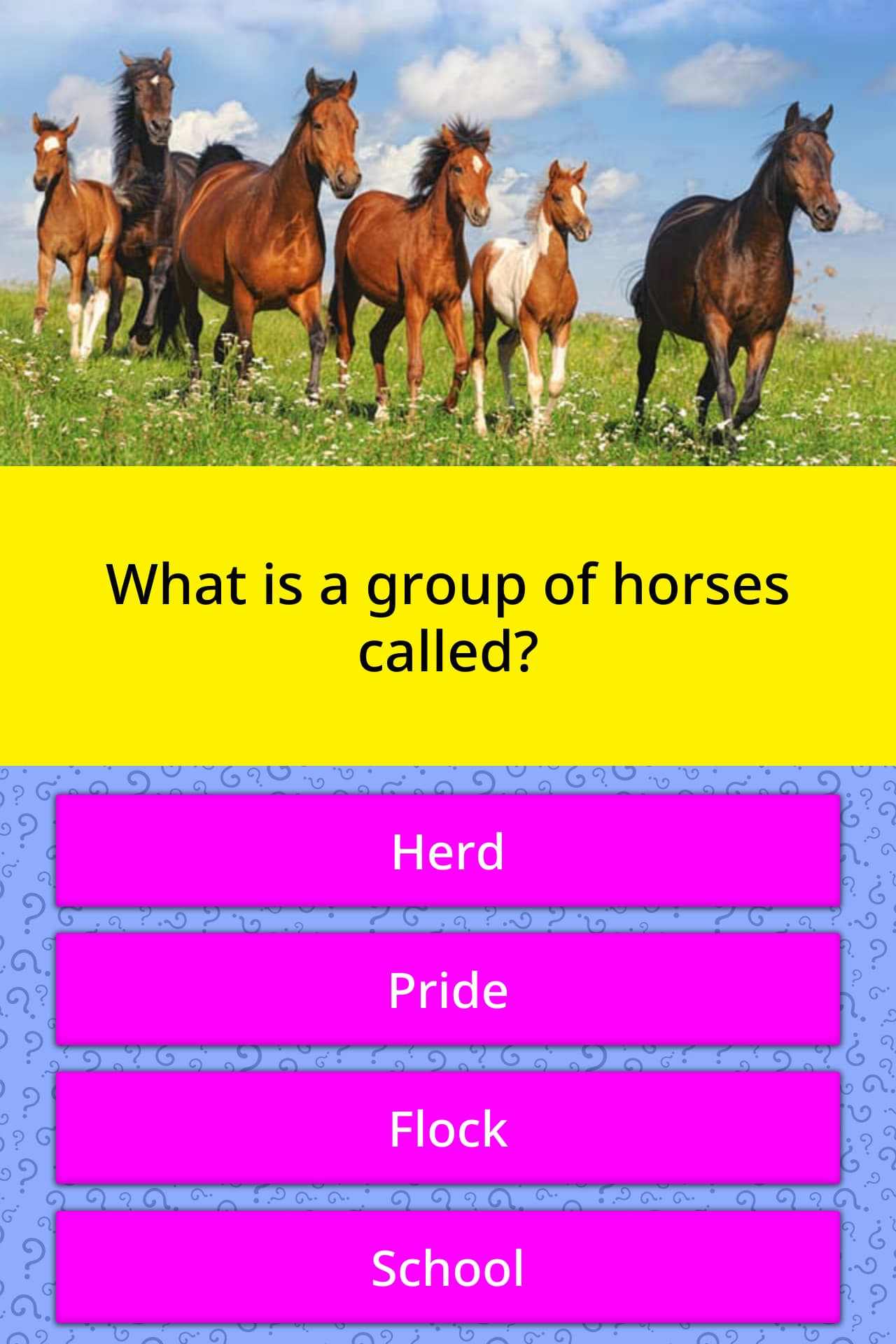What do you call a group of horses?