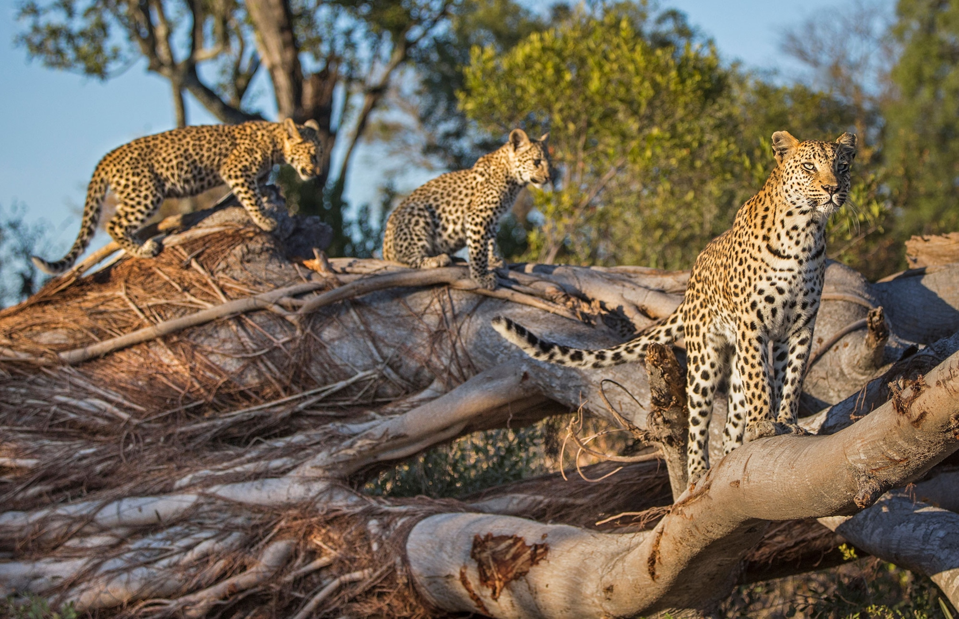 What do you call a group of leopards?