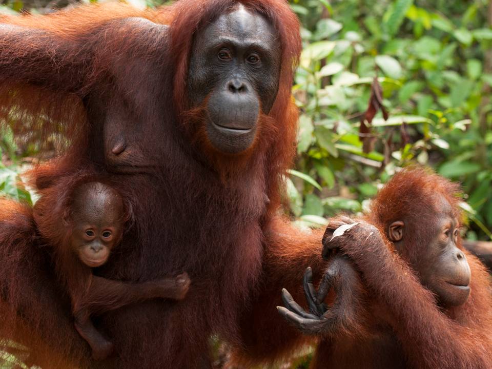 What do you call a group of orangutans?