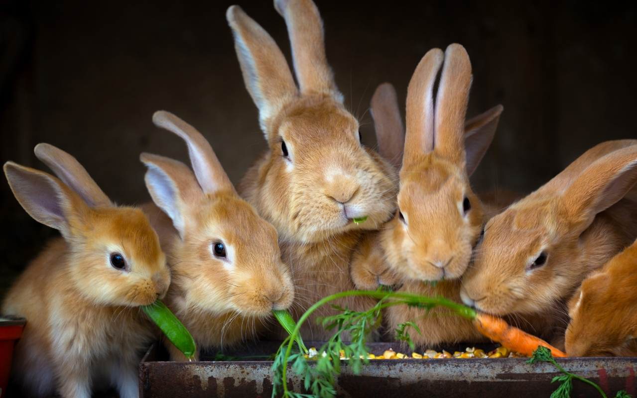What do you call a group of rabbits?