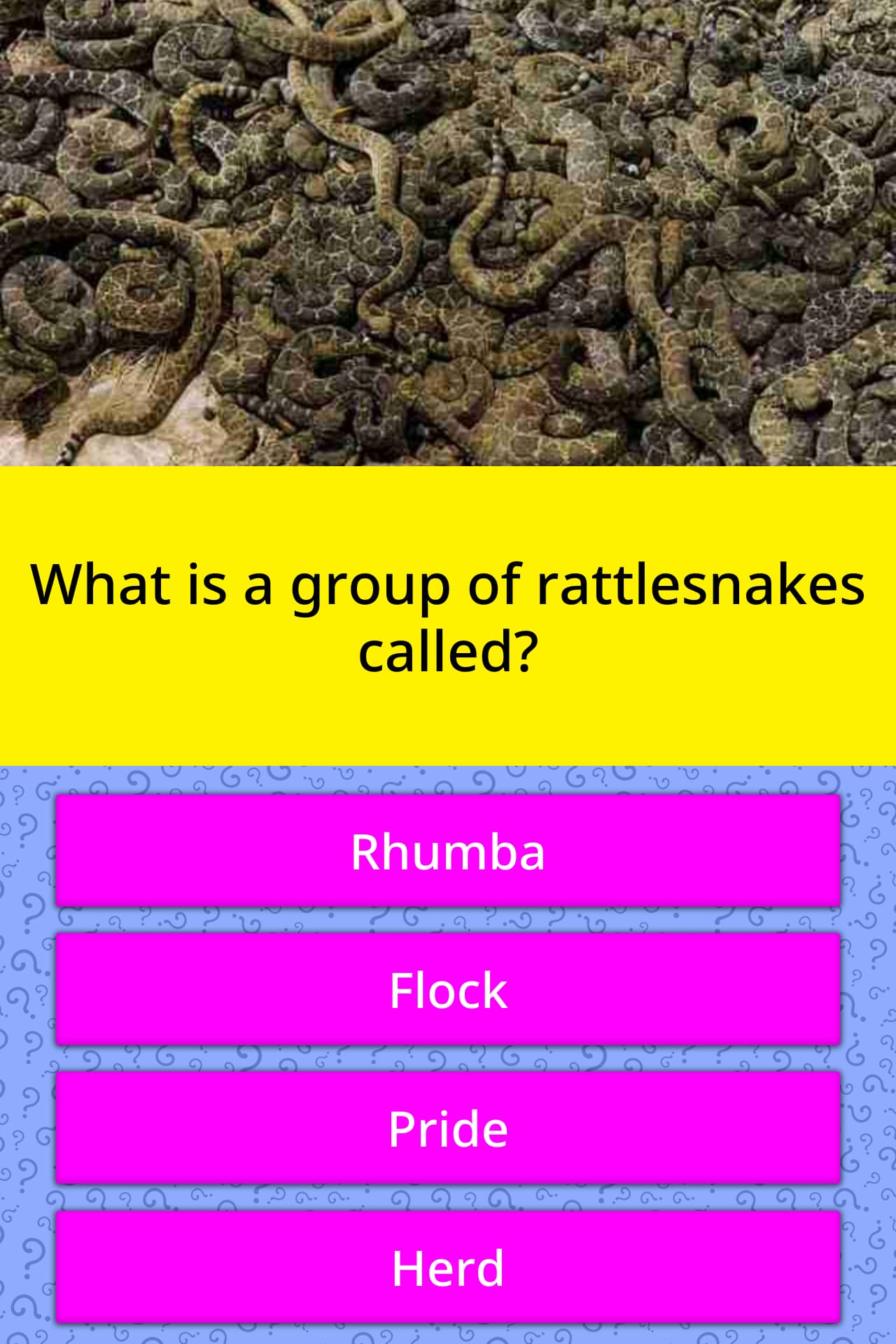 What do you call a group of rattlesnakes?
