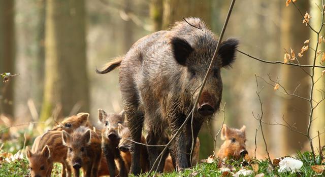 What do you call a group of wild hogs?