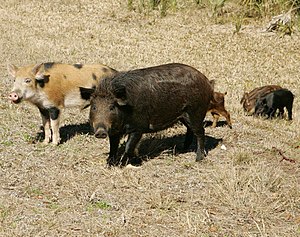 What do you call a group of wild pigs?