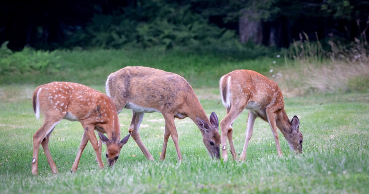 What do you call a large group of deer?