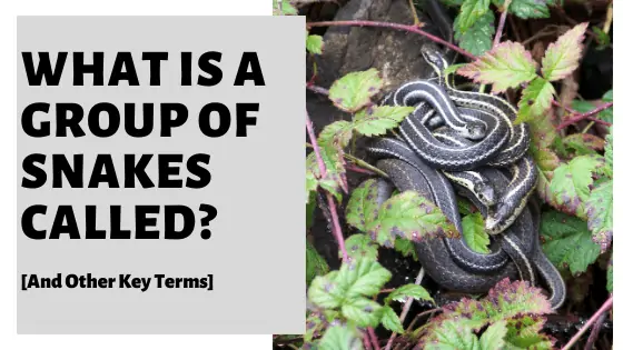 What do you call a litter of snakes?