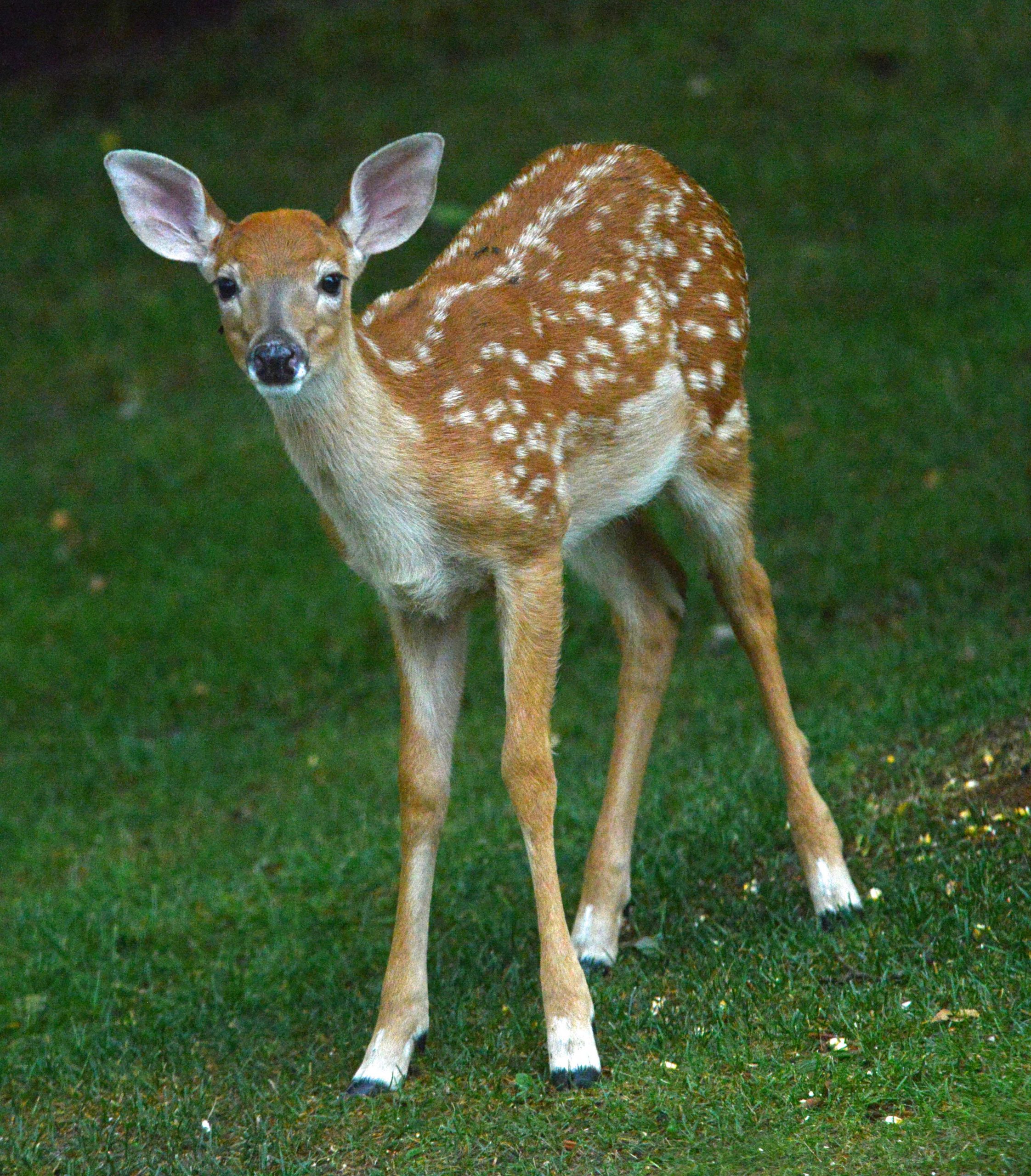 What do you call a male deer with white spots?