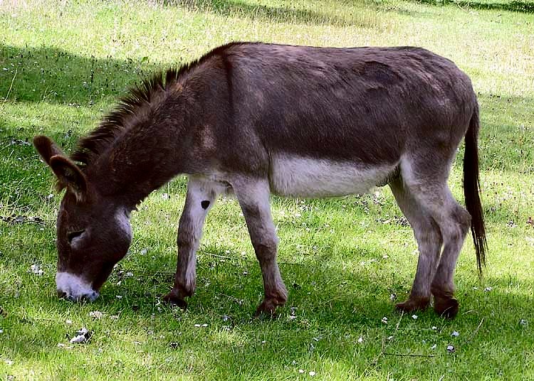 What do you call a male donkey called?