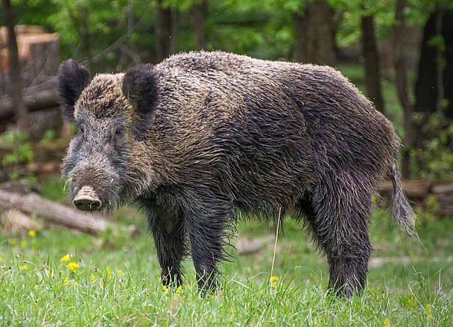 What do you call a male wild boar?