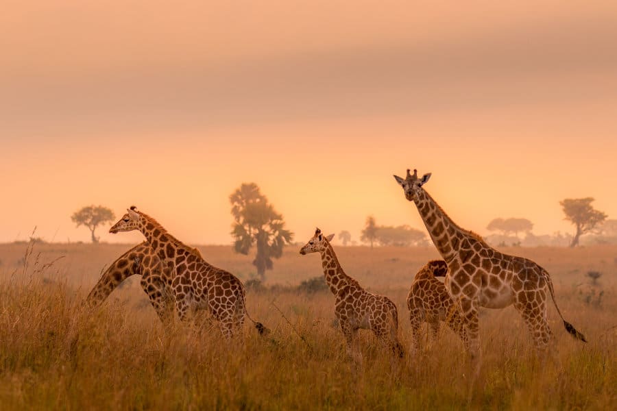 What do you call a moving group of giraffes?