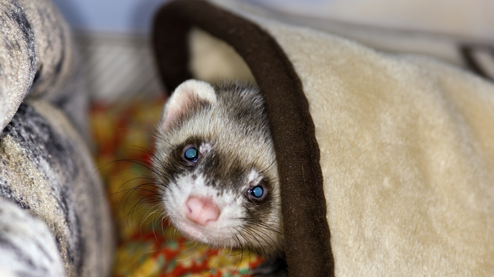 What do you call a spayed male ferret?