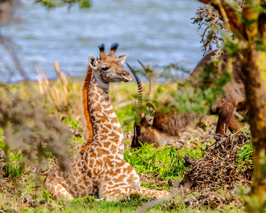 What do you call a young giraffe?