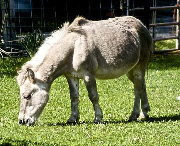 What do you call the offspring of a male donkey?