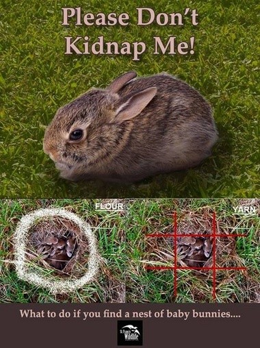 What do you do if you find a baby rabbit nest?