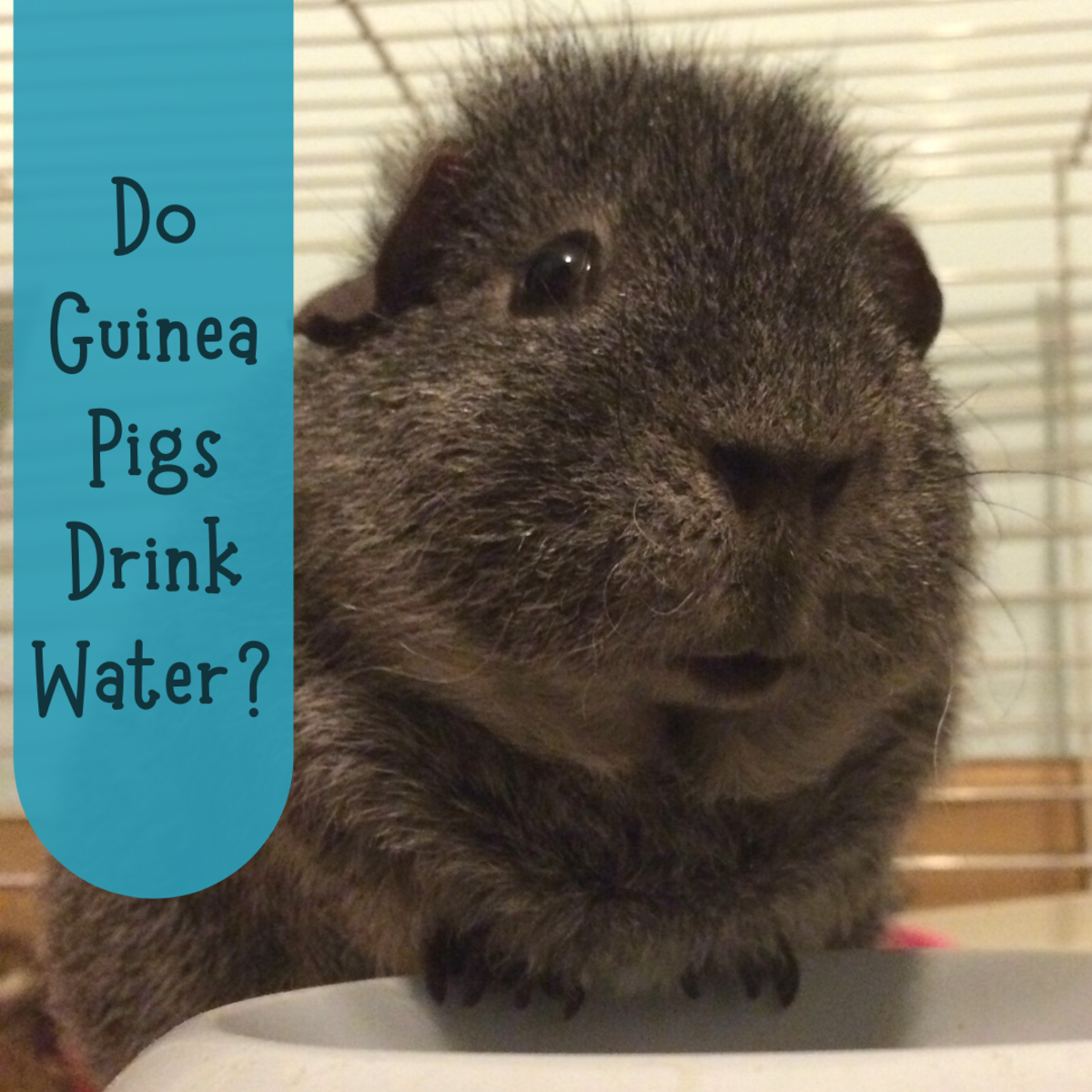 What do you do if your guinea pig isn't drinking water?