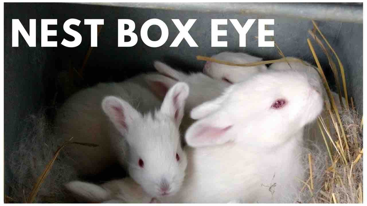 What do you do when a baby rabbit's eyes are closed?
