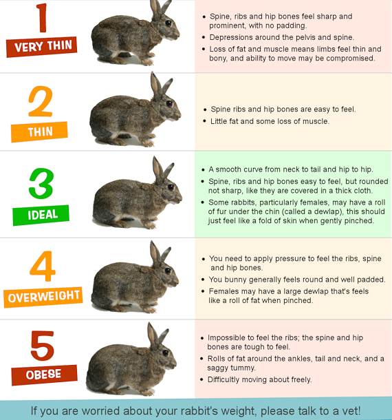 What do you feed a pet rabbit?