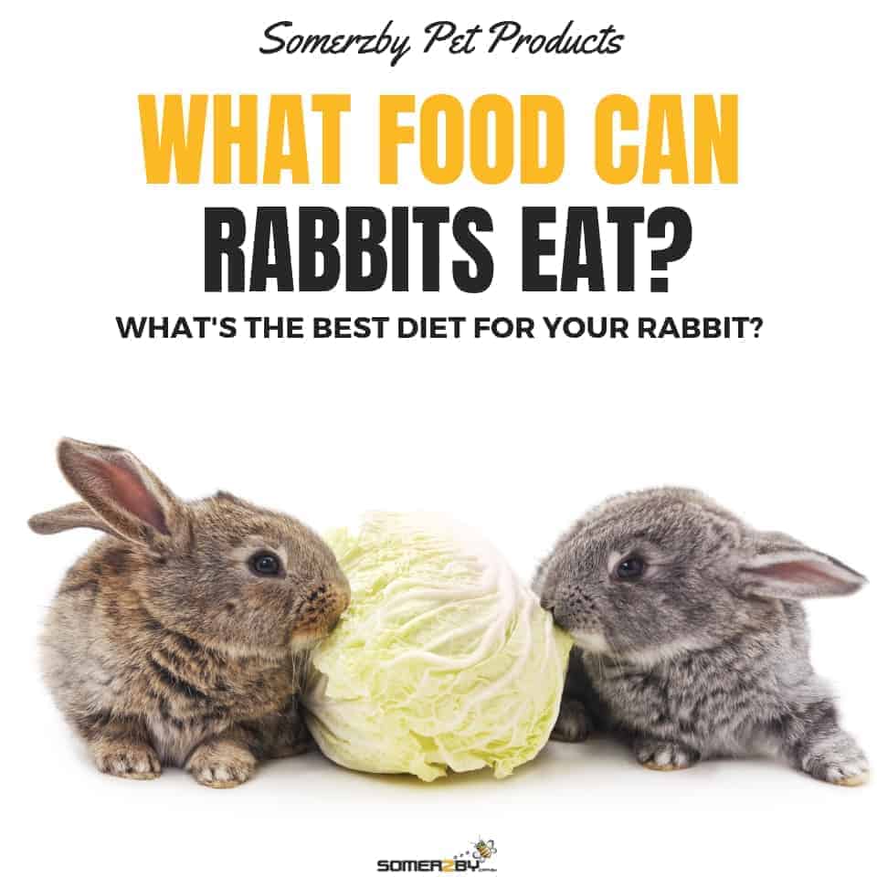 What do you feed a rabbit that won't eat?