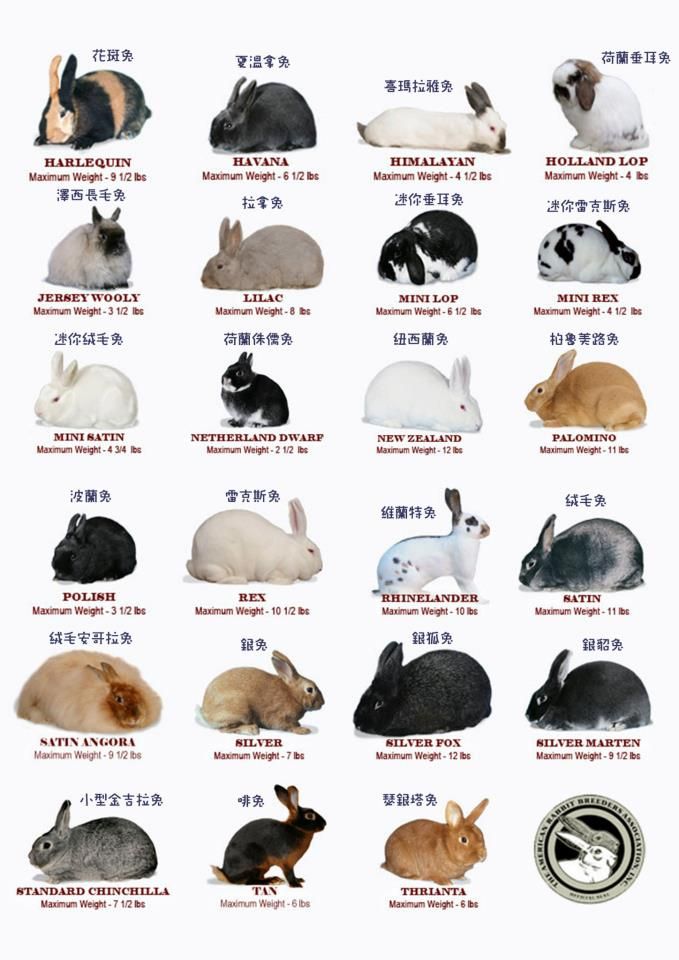 What do you mean by rabbit breeds?